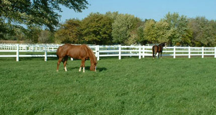 At Town & Country Turf, we spacialize in Horse Pasture Management and Maintenance for the health and well being of your treasured horses.